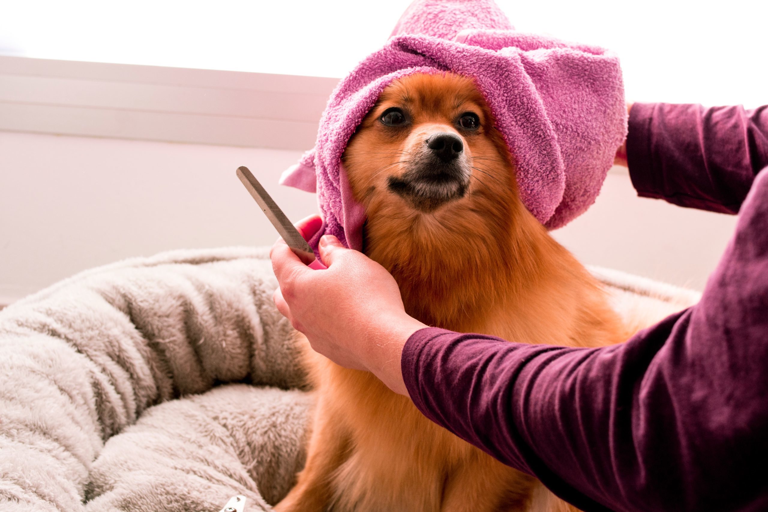 No17 The Dog Pod services dog grooming pampering